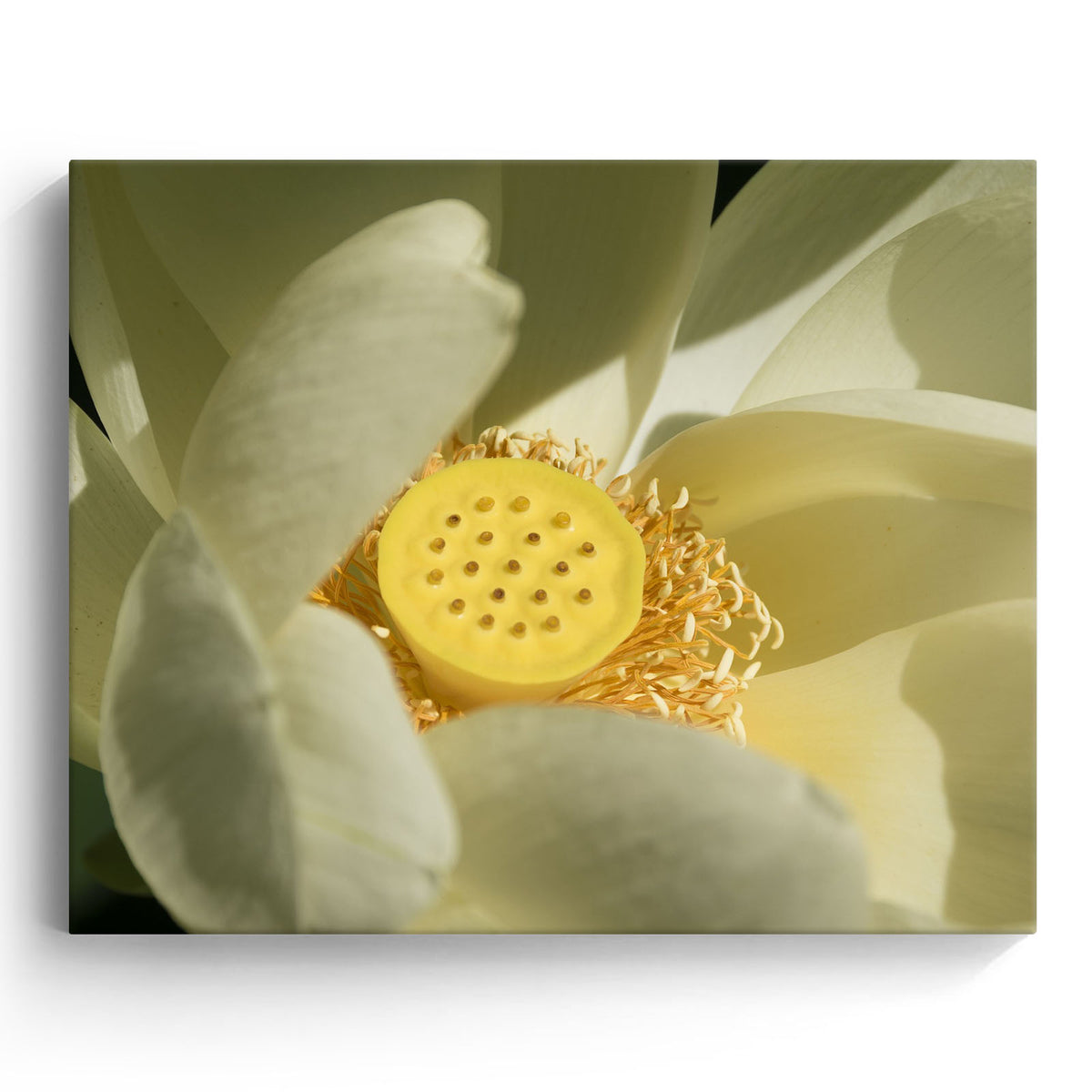 Lotus Flower Wall Art