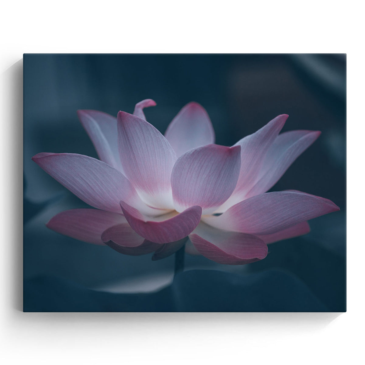 Lotus Flower Wall Art