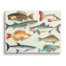 Illustrated Freshwater and Saltwater Fish Chart Species Wall Art