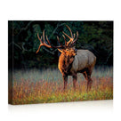 Majestic Elk in the Wild Woodland Canvas Wall Art