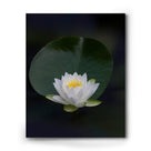 Lotus Flower Wall Art