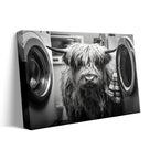 Funny Farm Highland Cow in the Laundry Room Photography Art Animal Wall Art