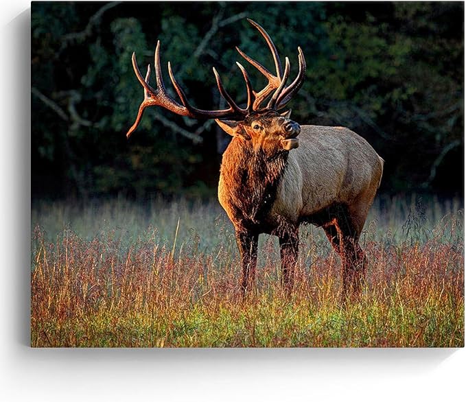 Yellow Autumn Elk