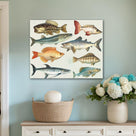 Illustrated Freshwater and Saltwater Fish Chart Species Wall Art
