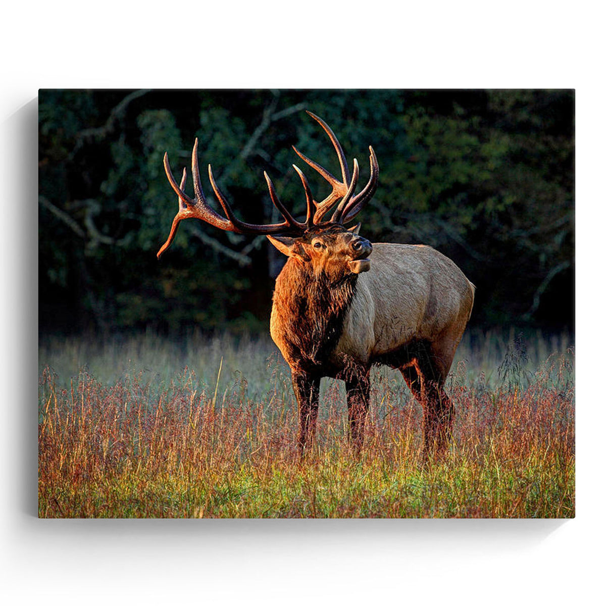 Majestic Elk in the Wild Woodland Canvas Wall Art